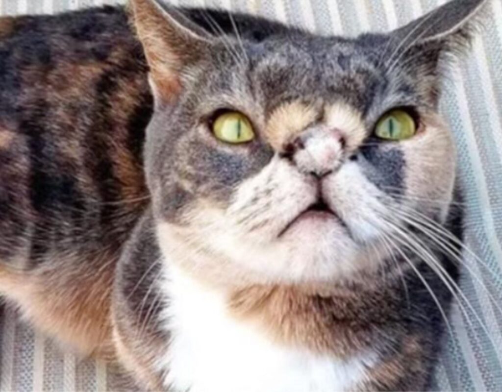 gatto incredibile