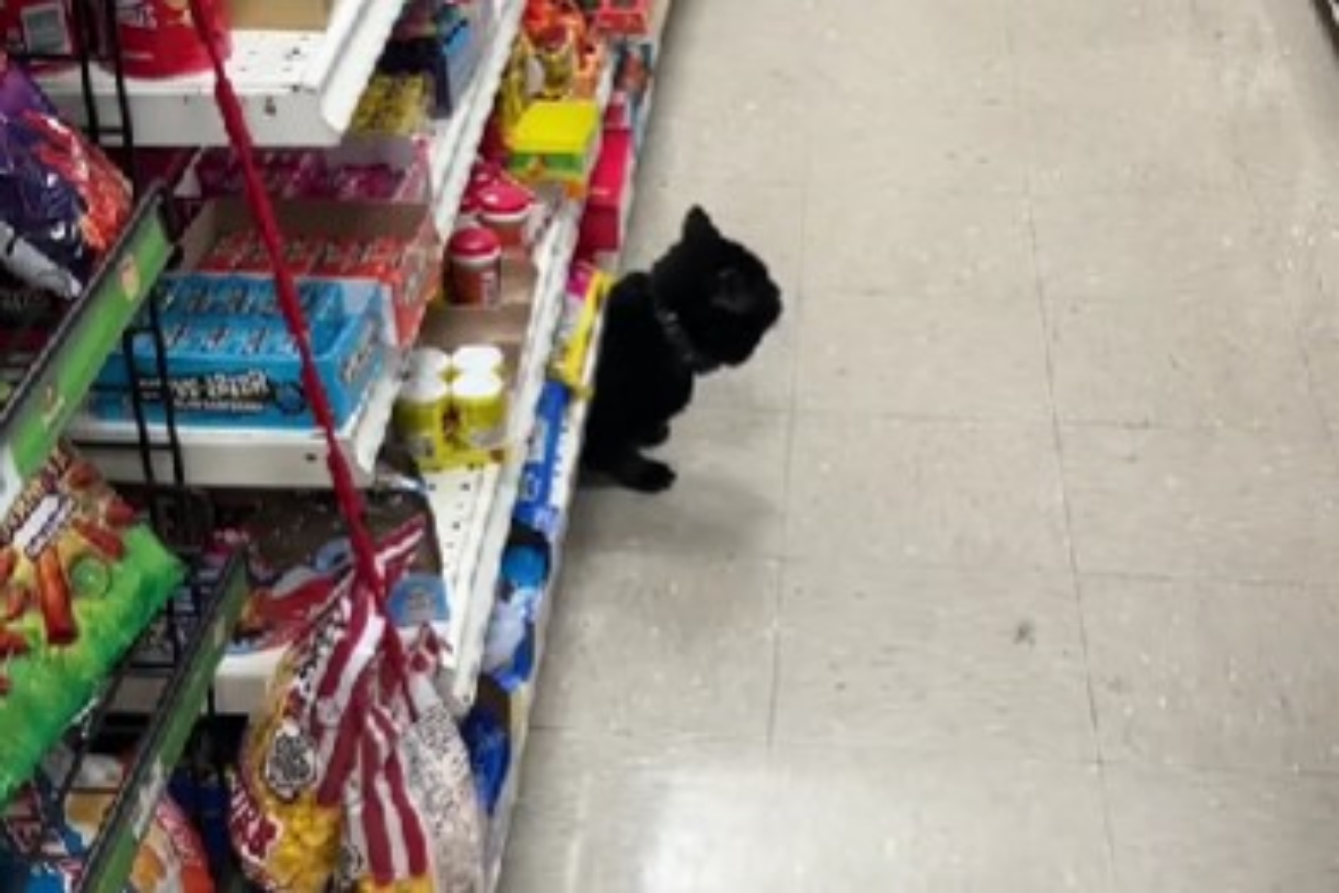gatto al supermercato