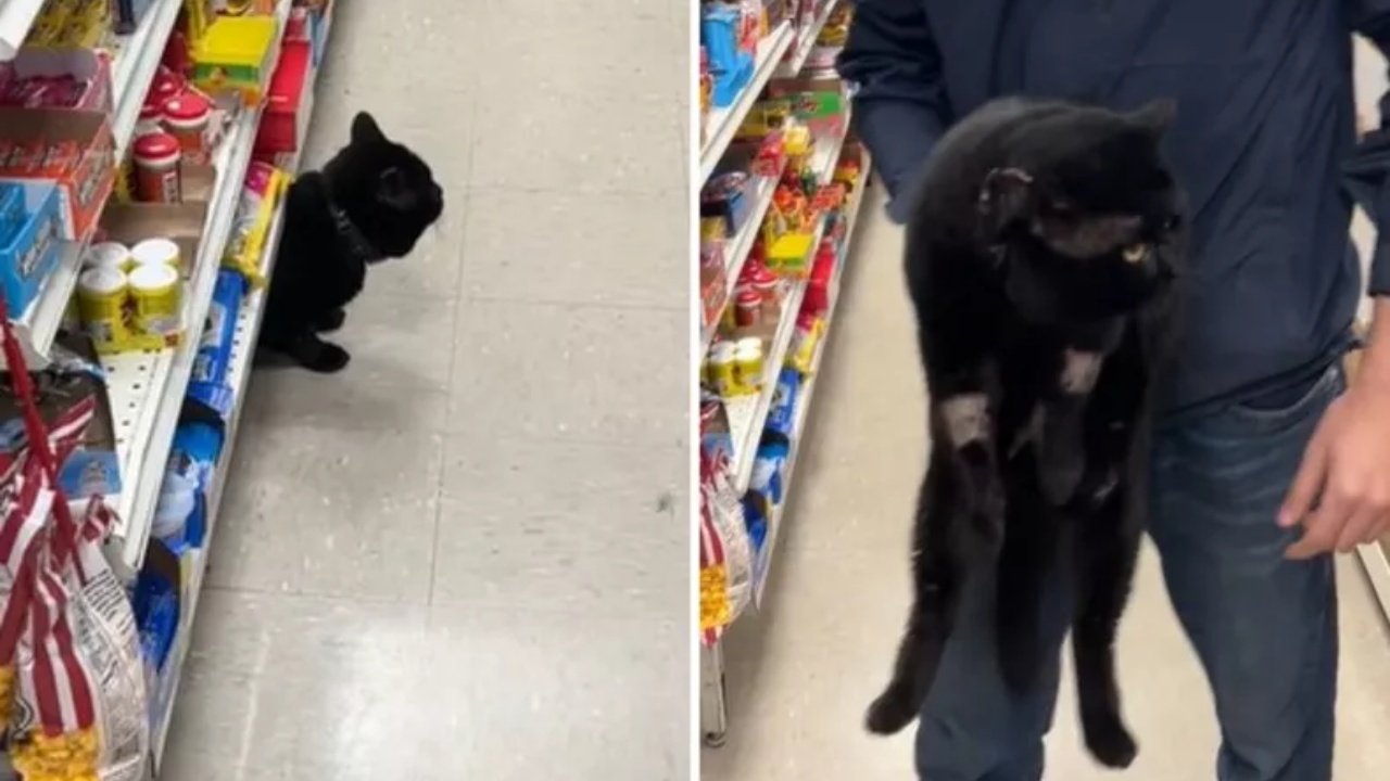 gatto segue umano al supermercato