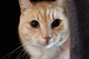 Una fine ingiusta: dopo la morte del suo proprietario questo povero gatto viene lasciato al gattile