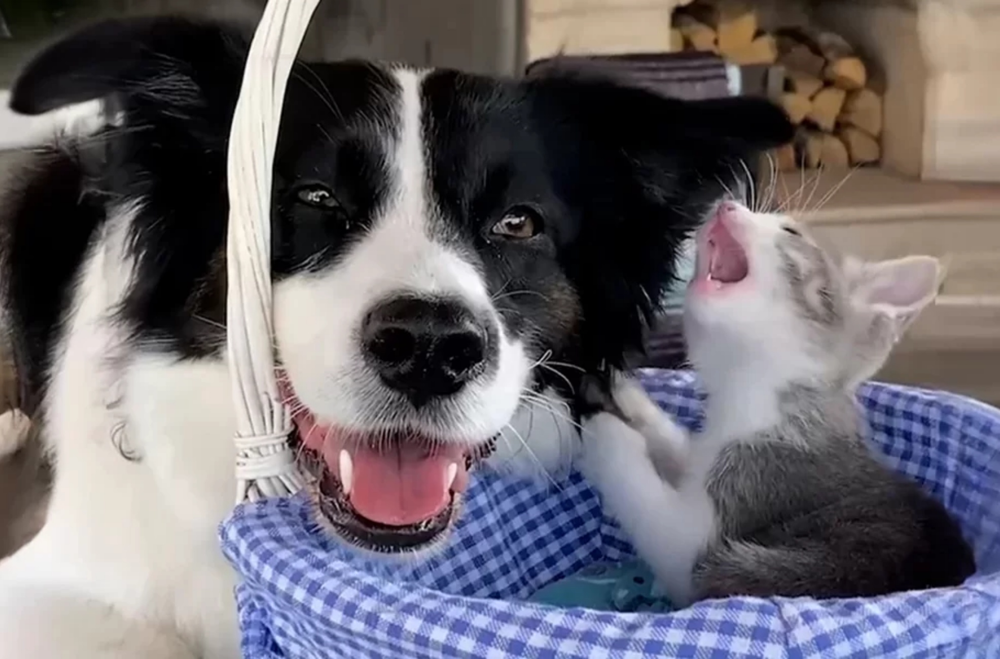 cane si prende cura dei gattini