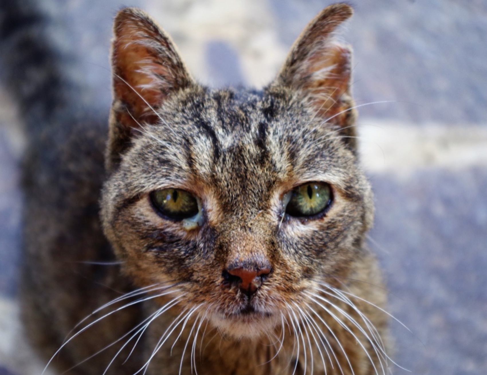 Gatto guarda avanti