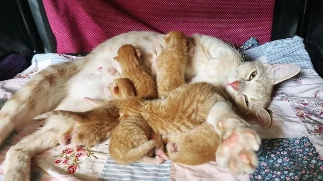 famiglia gatta