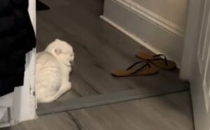 Il gatto è arrabbiato con i suoi padroni e decide di non rivolgere più loro la parola, neanche per un momento (VIDEO)