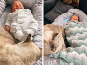 Questa mamma umana ha deciso di dimostrare al mondo l’incredibile tenerezza che i 5 gatti dimostrano al neonato