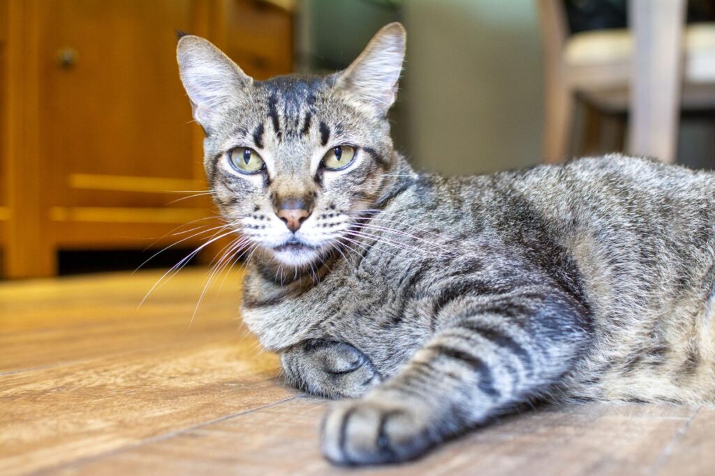 Brazilian Shorthair, carattere: tutto sull’indole della prima razza di gatto brasiliana