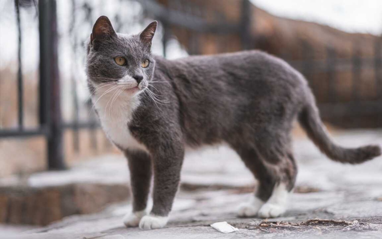 gatto grigio e bianco