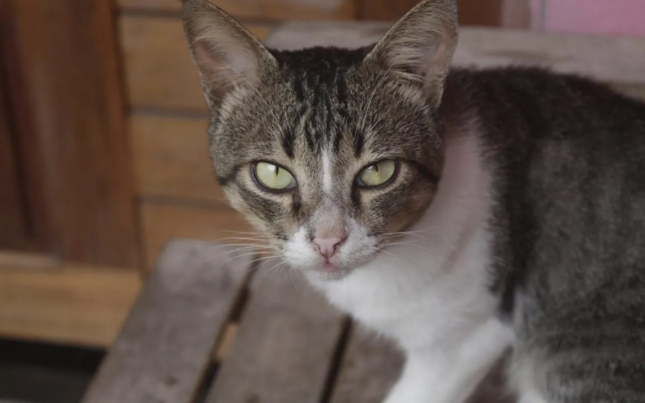 gatto con gli occhi gialli