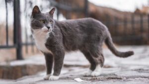 Brazilian Shorthair, pelo: come curarlo e renderlo morbido