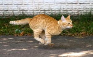 Il gatto entra in contatto con il suo “cane interiore” iniziando a giocare al riporto con il suo padrone (VIDEO)