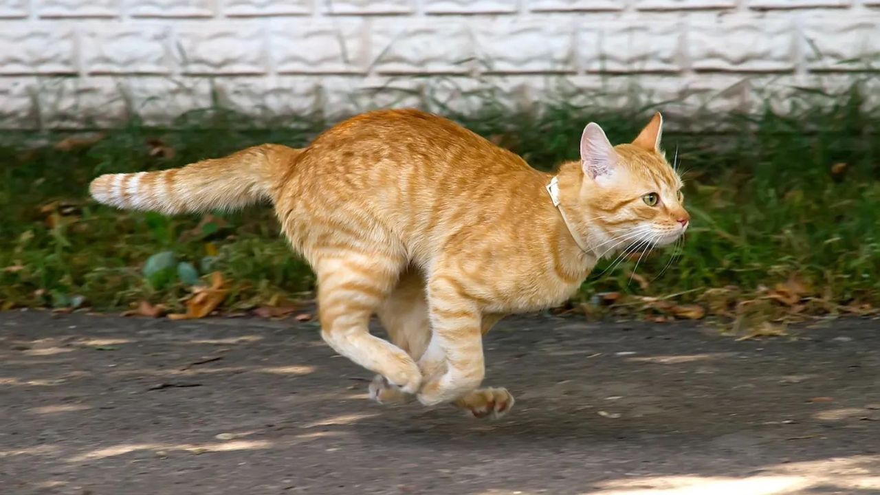 gatto arancio