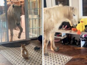 Non se lo aspettavano di certo: i genitori umani di questo gatto sono rimasti sorpresi dall’ospite che ha portato in casa