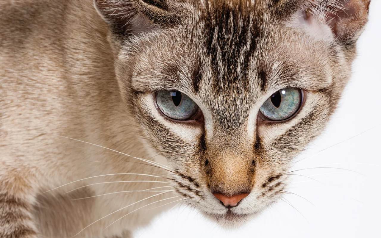 gatto con gli occhi azzurri