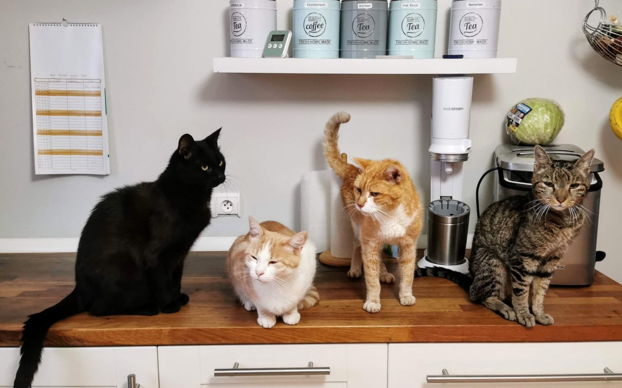 gatti sul mobile della cucina
