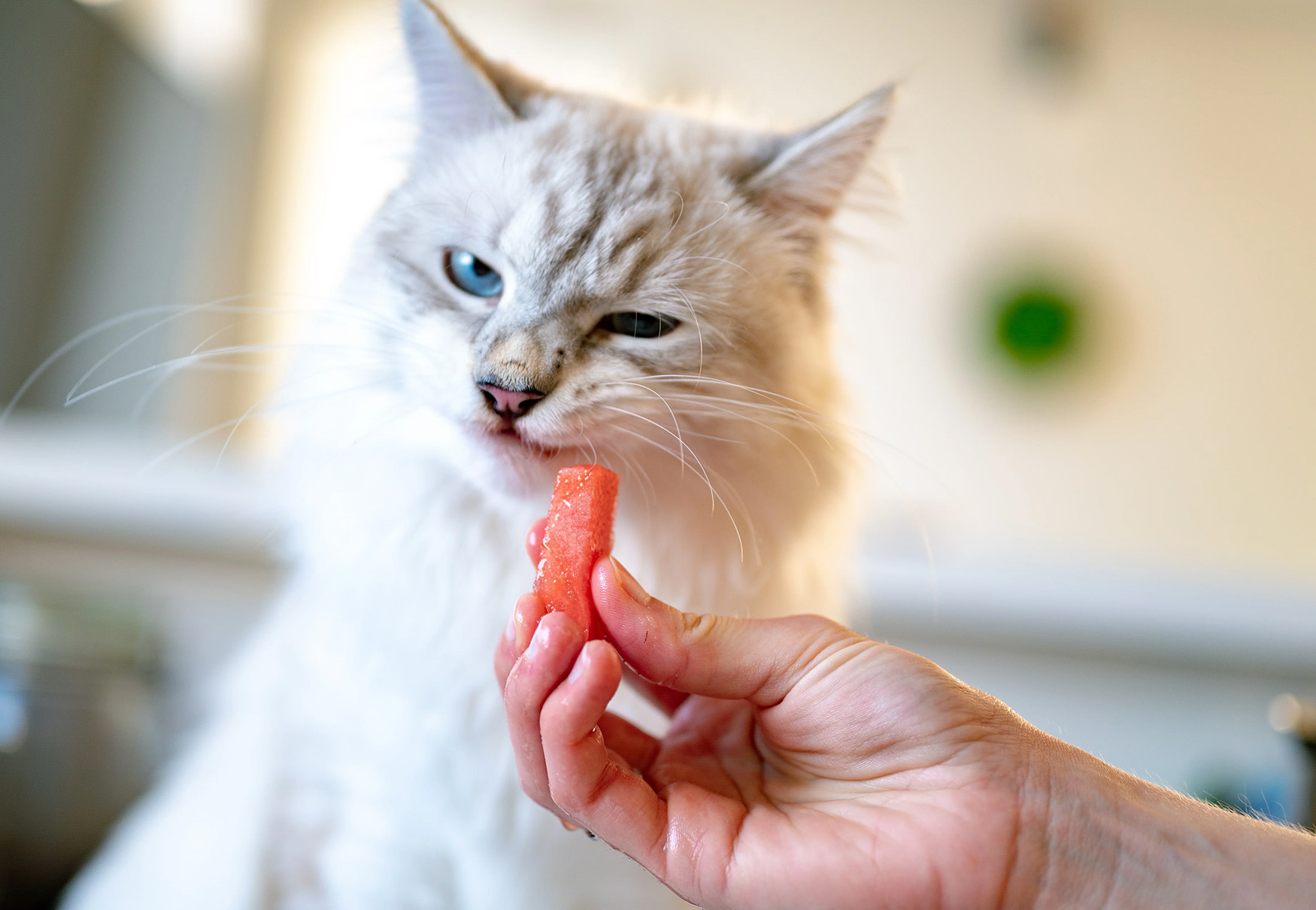 gatto non vuole mangiare la carota