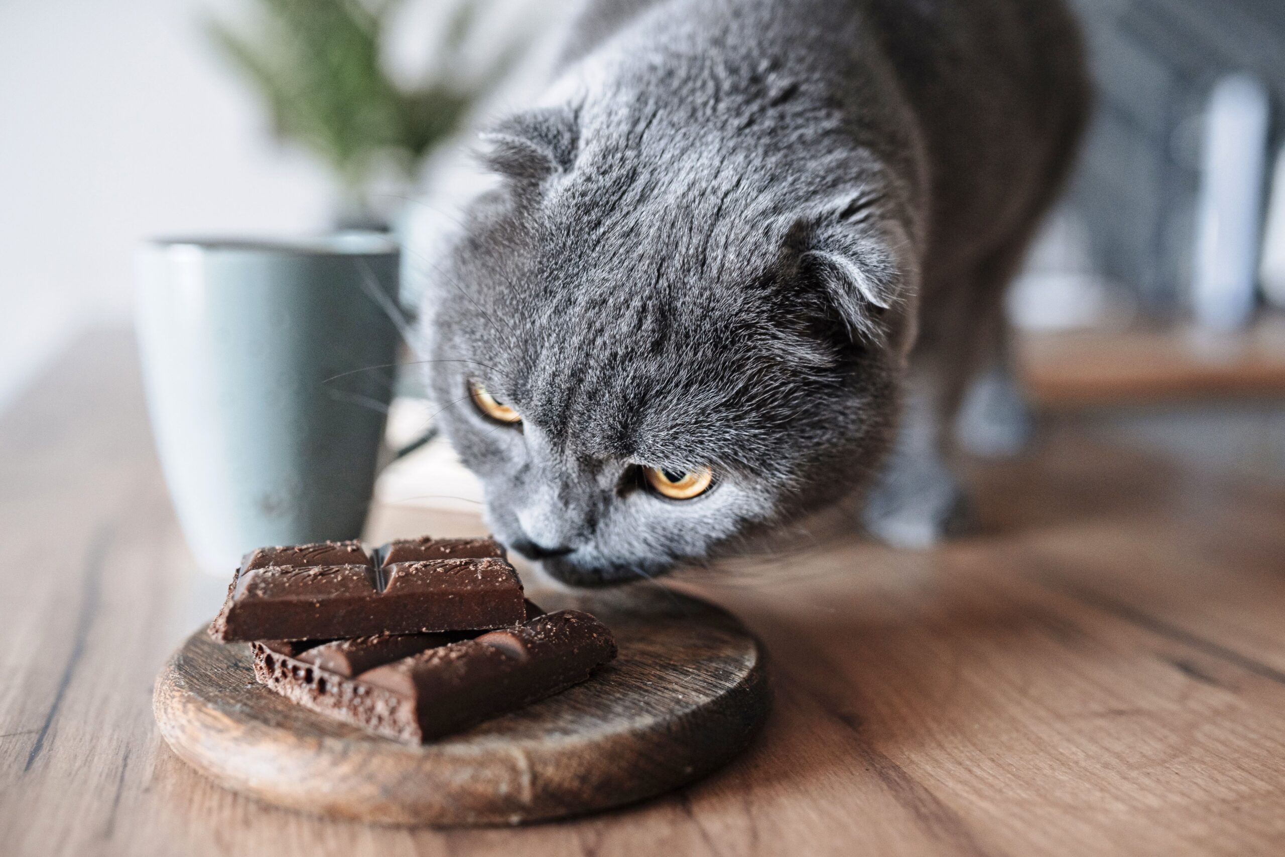 gatto odora cioccolato