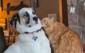 Pur di conquistare il cane, questo gatto passa il suo tempo a coccolarlo e leccarlo: “Voglio amarti e starti vicino” (VIDEO)