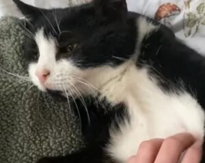 Donna decide di adottare un gatto di 19 anni, ecco cosa scopre dopo