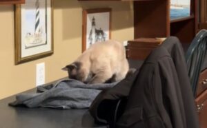 La sua sorellina se n’è andata per sempre e questo gatto ha un modo tutto suo per elaborare il lutto (VIDEO)