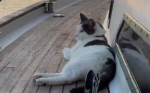 Non è una semplice gatta: questa felina speciale vive una vita speciale da vera navigatrice