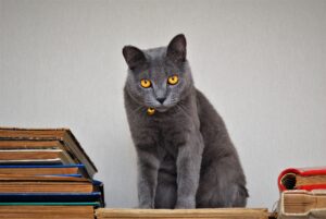 Perché in America stanno portando foto di un gatto in biblioteca?