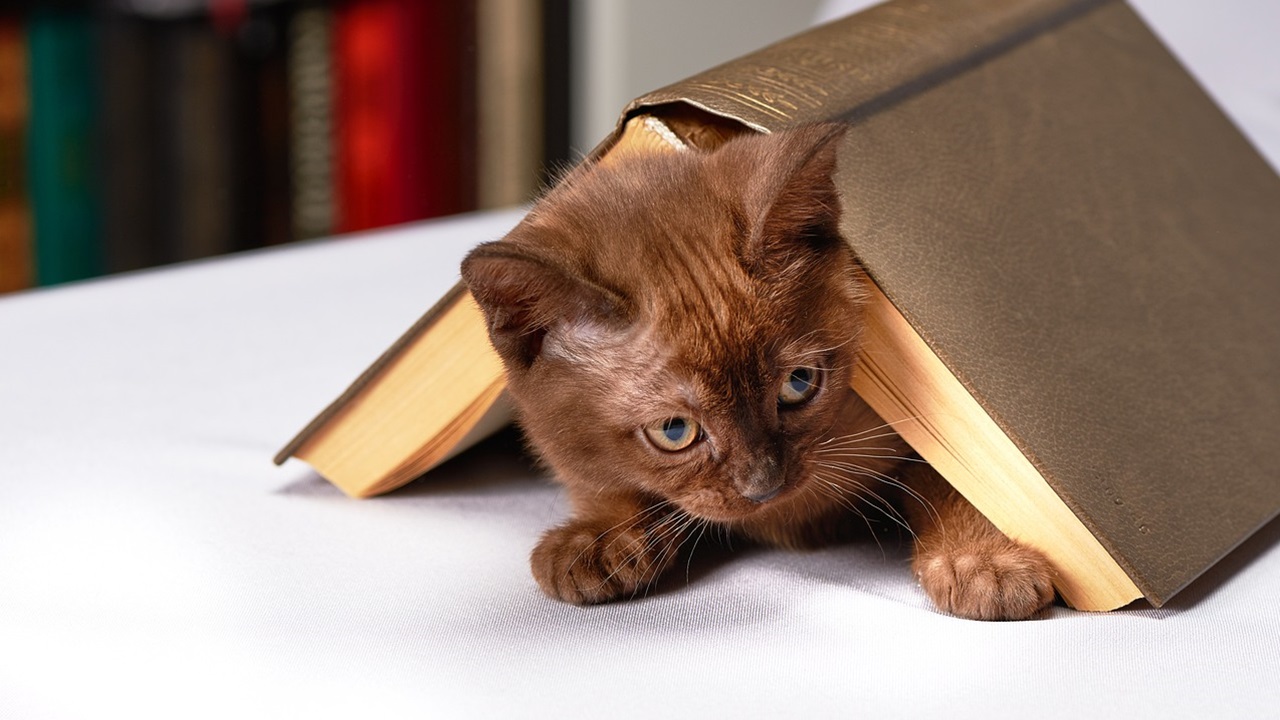 foto di un gatto in biblioteca