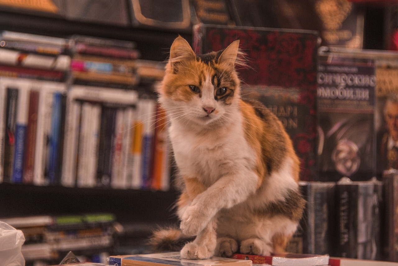 Gatto in libreria