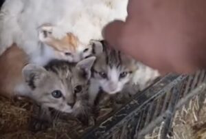 I gattini avevano perso mamma gatta ma hanno trovato una madre adottiva che ha fatto di tutto per loro