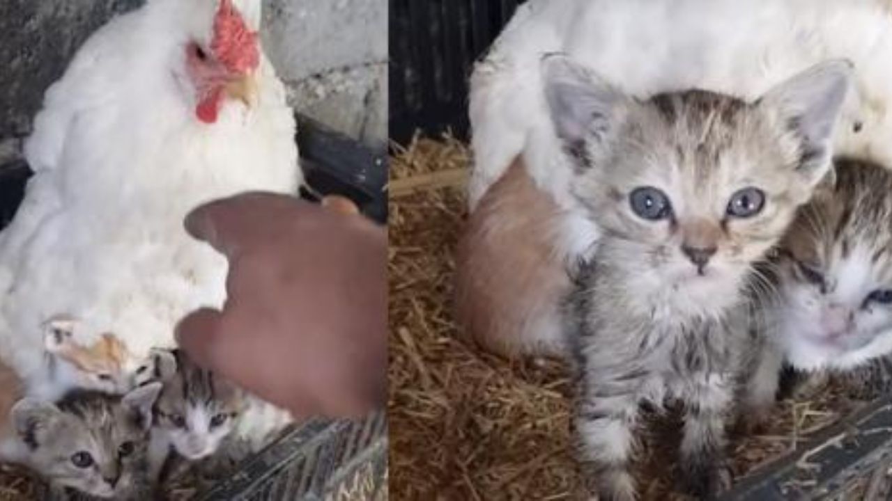 gallina alleva gattini