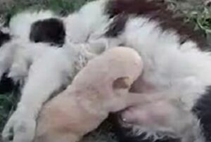 Il gatto fa del suo meglio per riscaldare il cucciolo di cane in difficoltà: il freddo li ha messi entrambi in pericolo