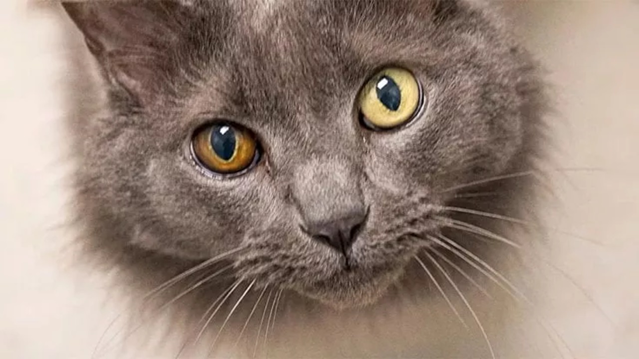 Gatto grigio con occhi gialli