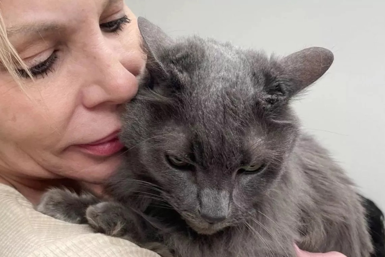Donna adotta il gatto grigio