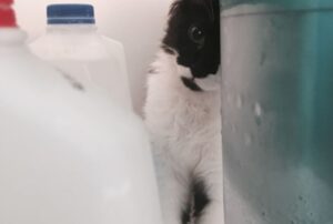 Il suo padrone lo chiude accidentalmente nel frigorifero, ma questo gatto sa perfettamente come deve comportarsi