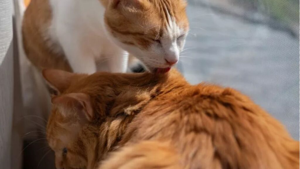 gattino che lecca il pelo di un altro