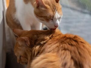 Il gatto anziano è sempre stato solo e burbero, ma quando arriva il nuovo gattino le cose cambiano del tutto