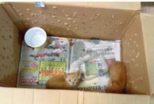 I volontari del rifugio non riuscivano a crederci: dentro agli scatoloni c’erano mamma gatta e i suoi gattini, magri e indifesi