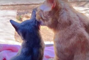 L’ex gattino randagio miagola disperatamente alla porta: solo dopo i suoi nuovi genitori umani hanno capito perché