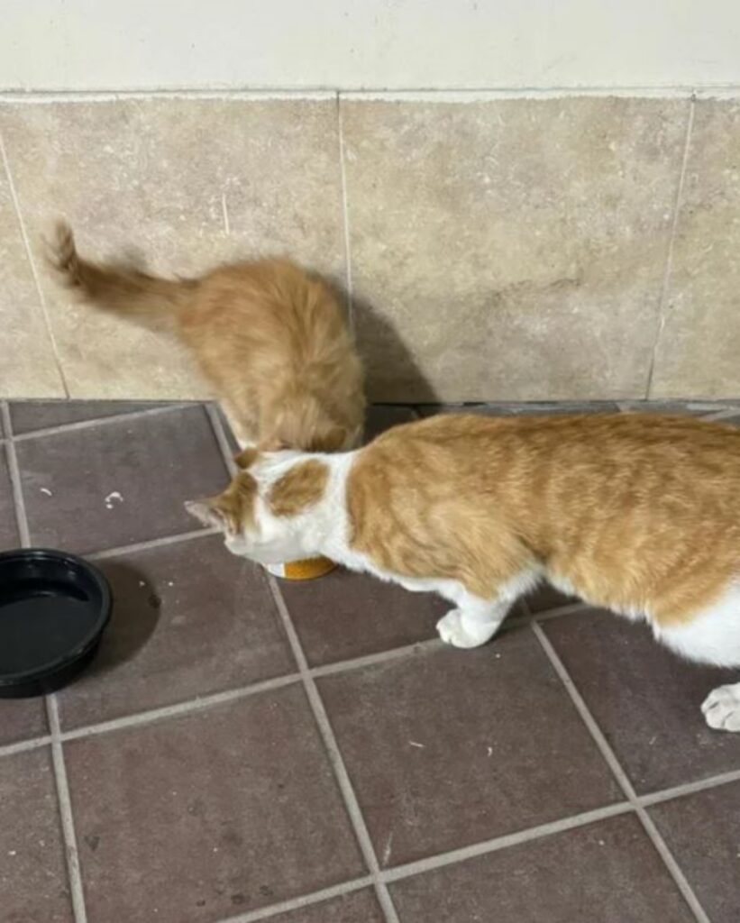 due gatti che mangiano