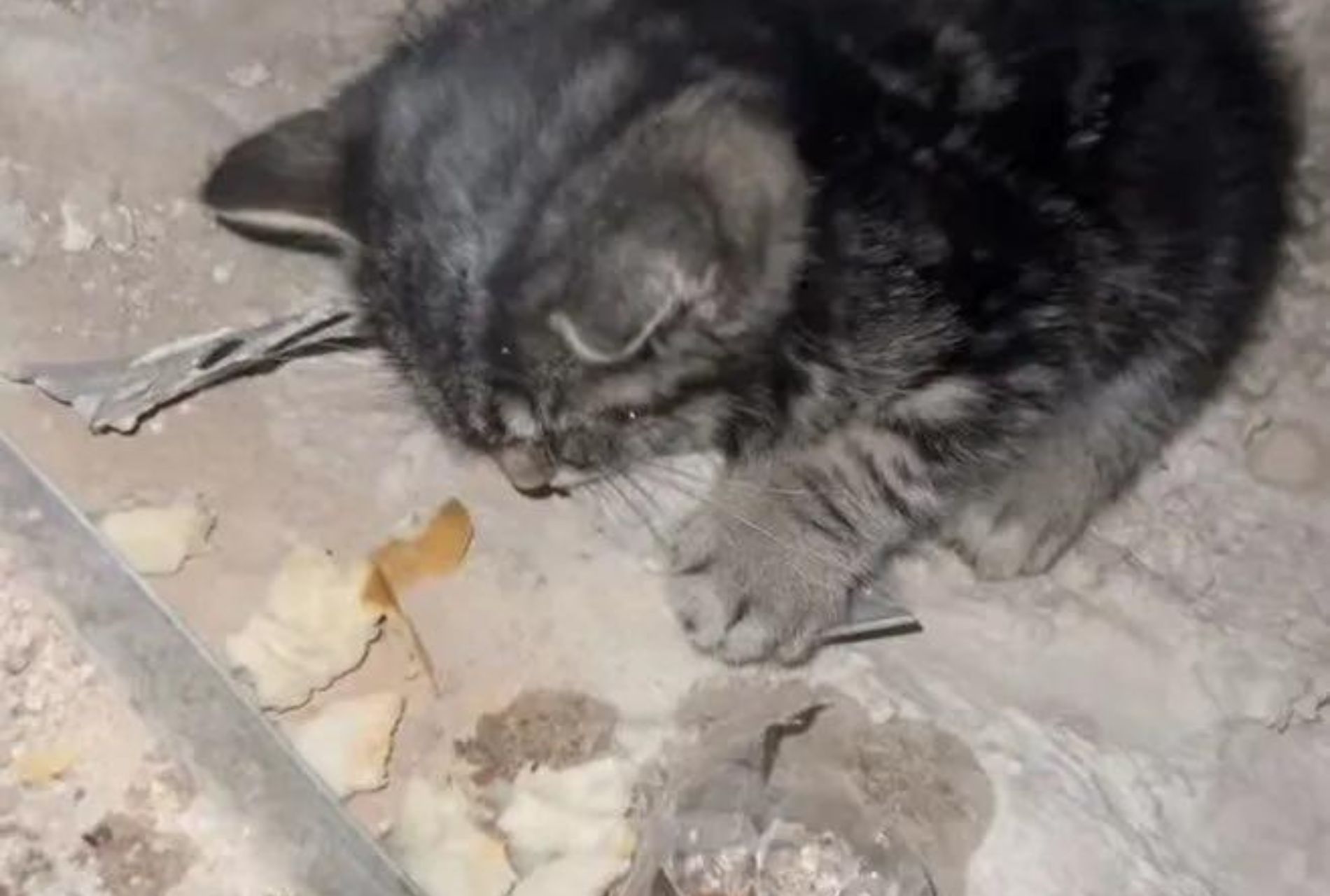 gattina trovata in un cantiere