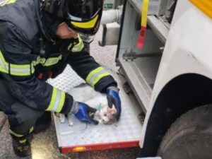 Gattini salvati in un incendio a Bolzano: i pompieri hanno usato la maschera dell’ossigeno