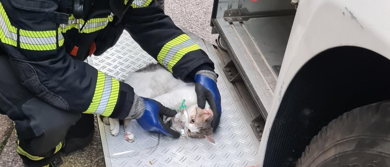 Gatto con maschera dell'ossigeno