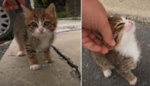 Il gattino stava congelando e ha iniziato a chiedere disperatamente aiuto: gli servivano un posto caldo e tutto l’amore che non ha mai avuto