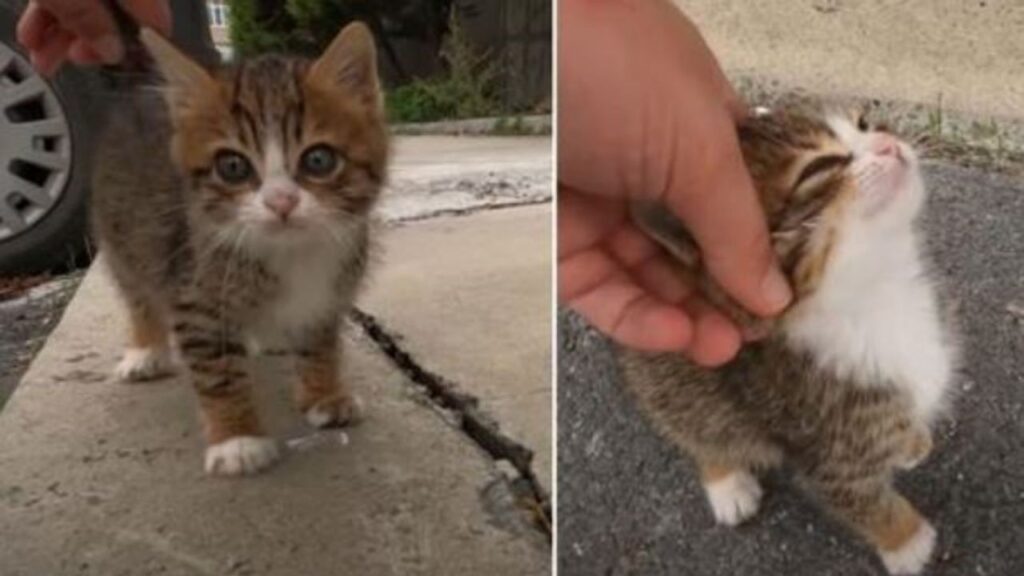 un gattino randagio