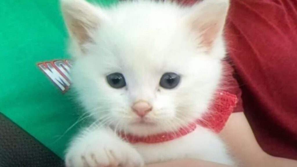 un gattino bianco