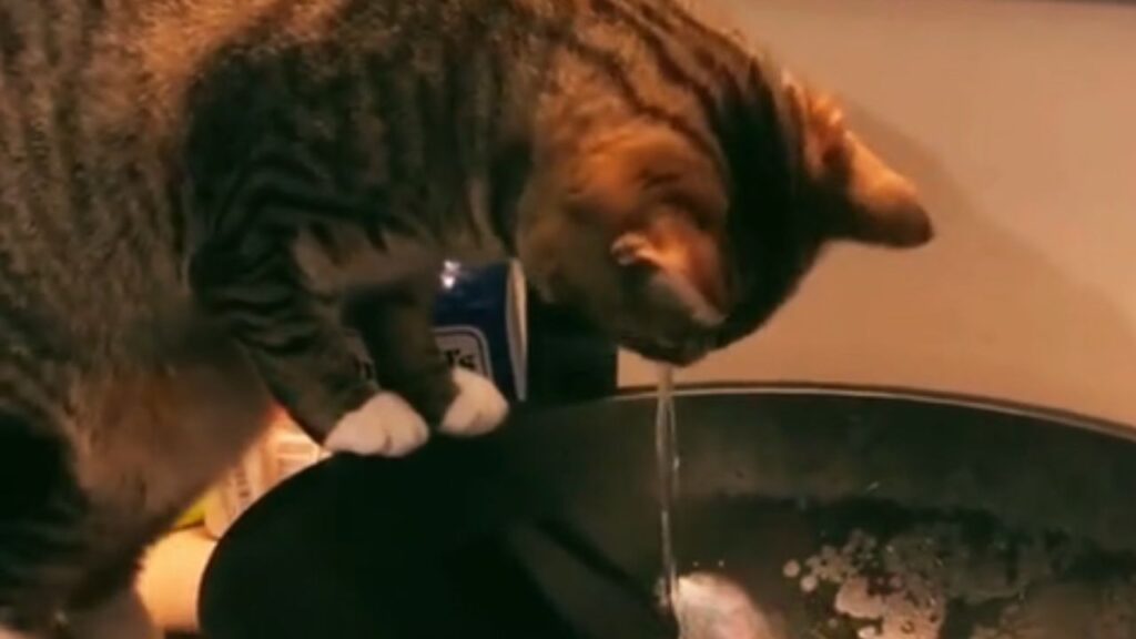 gatto con zampine poggiate sul lavandino