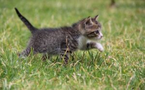 Il gattino ha miagolato per ore davanti alla porta, ma quando l’uomo è corso ad aprire gli è mancato il coraggio