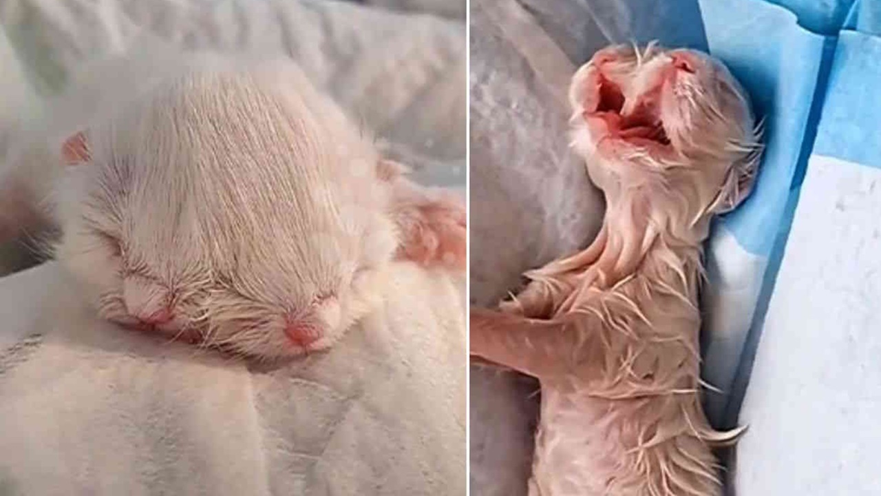 Gattino nato con due teste