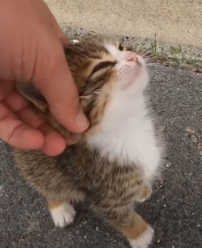 un gattino piccolo