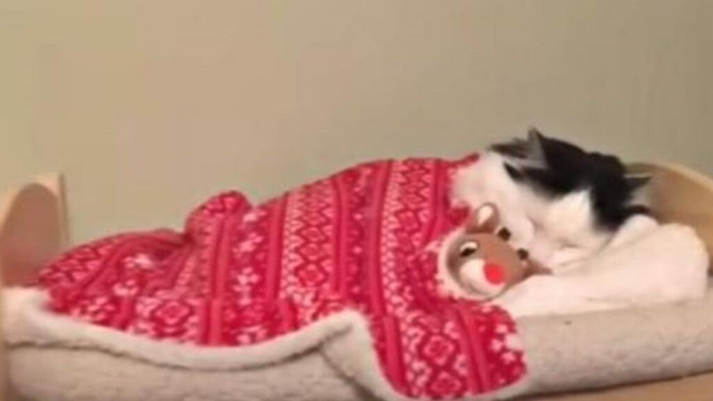 una gatta che dorme in un letto