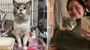 Dopo ben 8 anni passati a soffrire dentro una gabbia questo gatto riesce finalmente a trovare una coppia che lo amerà per sempre